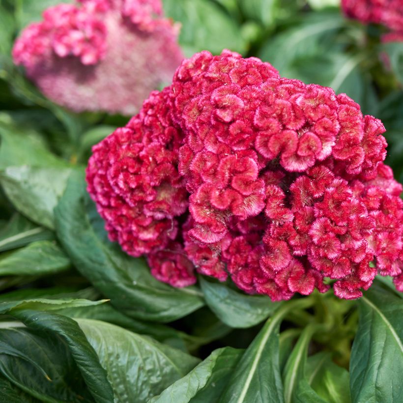 Celosia cristata King Coral - Cresta di gallo (Fioritura)
