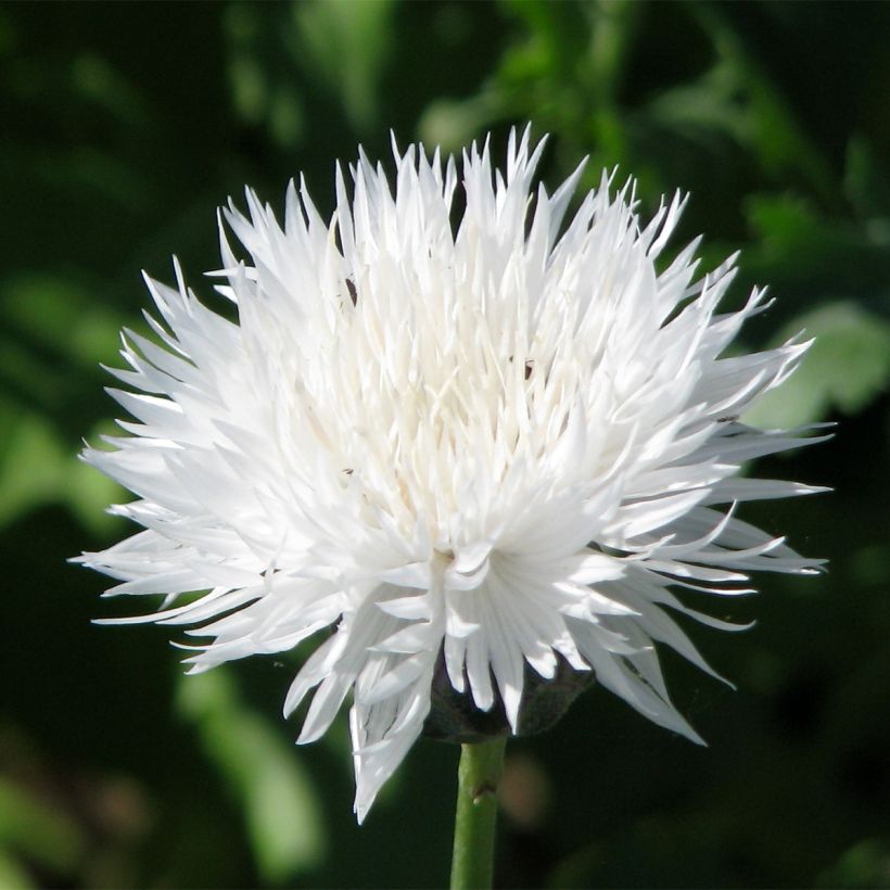 Centaurea moschata The Bride - Fiordaliso (Flowering)