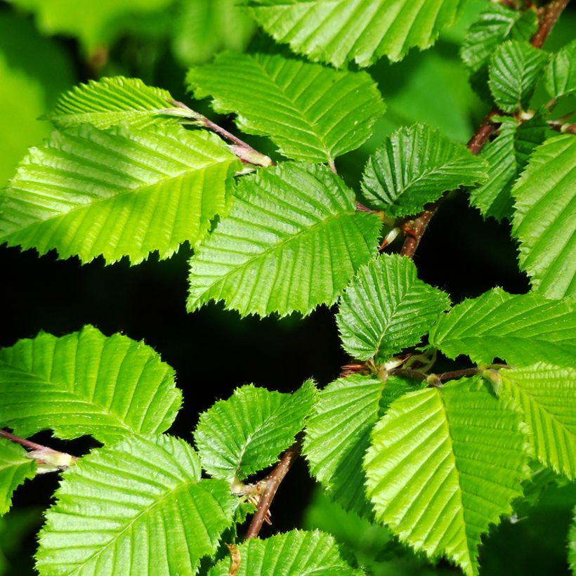 Carpinus betulus (semi) - Carpino bianco (Foliage)