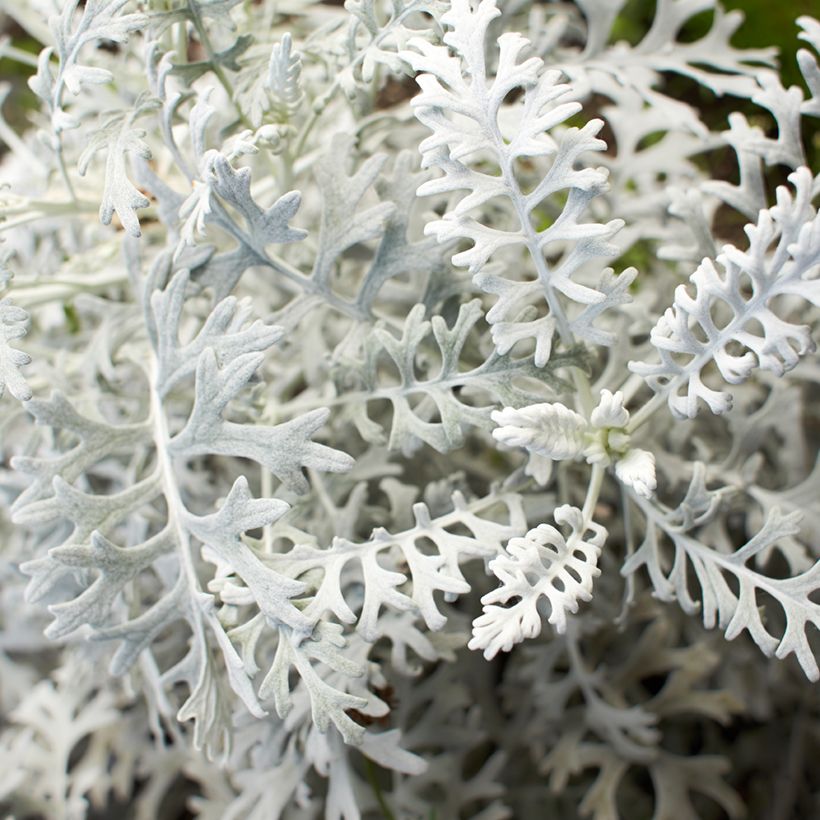 Senecio cineraria Silver Dust (semi) (Foliage)