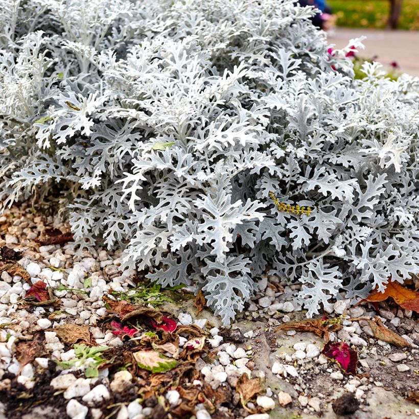 Senecio cineraria Silver Dust (semi) (Plant habit)