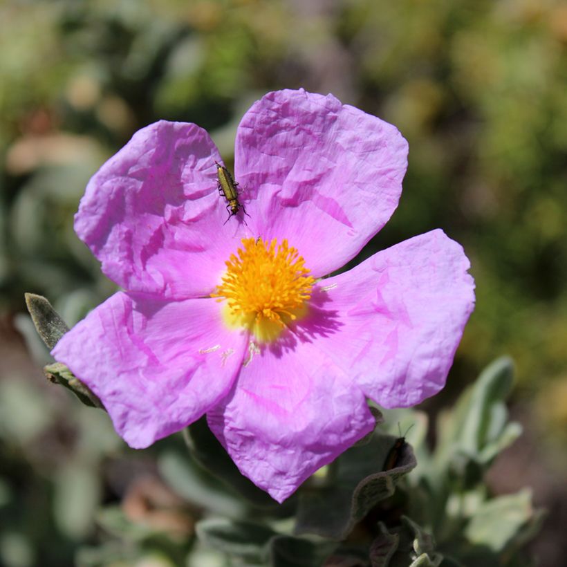 Cistus albidus - Cisto a foglie sessili (semi) (Fioritura)