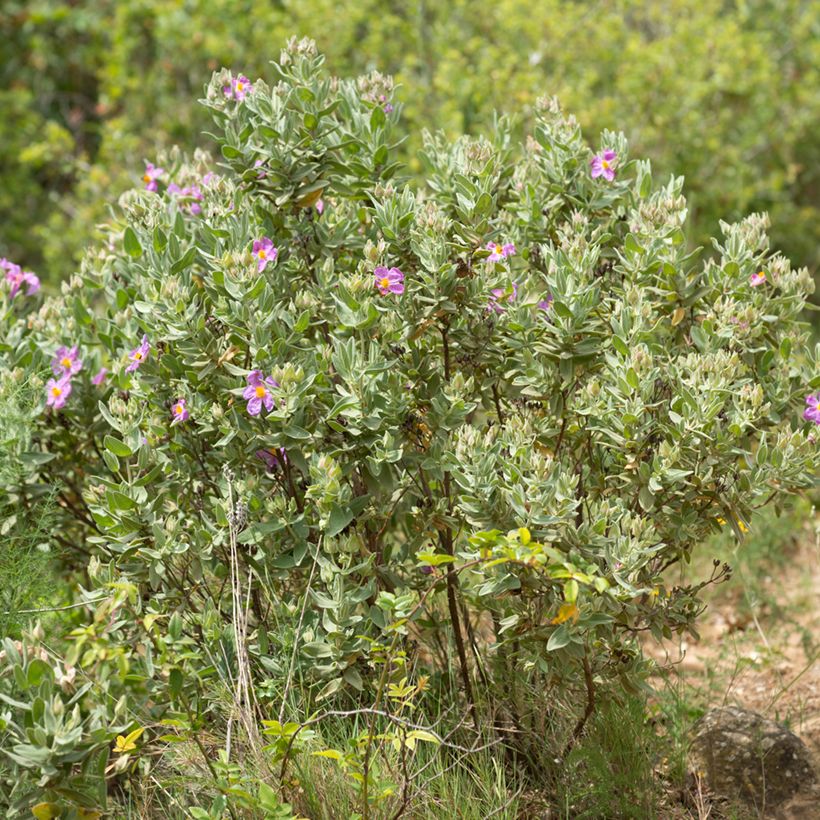 Cistus albidus - Cisto a foglie sessili (semi) (Porto)