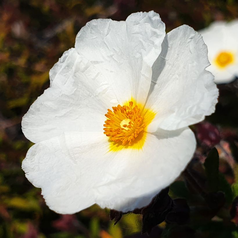 Cistus laurifolius - Cisto maggiore (semi) (Fioritura)