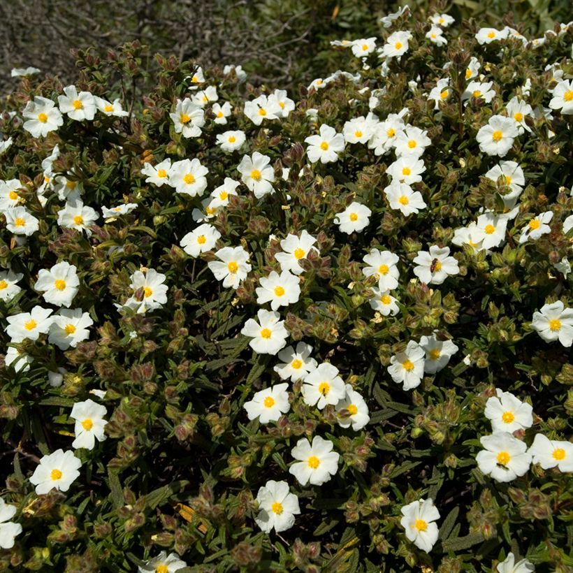 Cistus monspeliensis - Cisto marino (semi) (Plant habit)