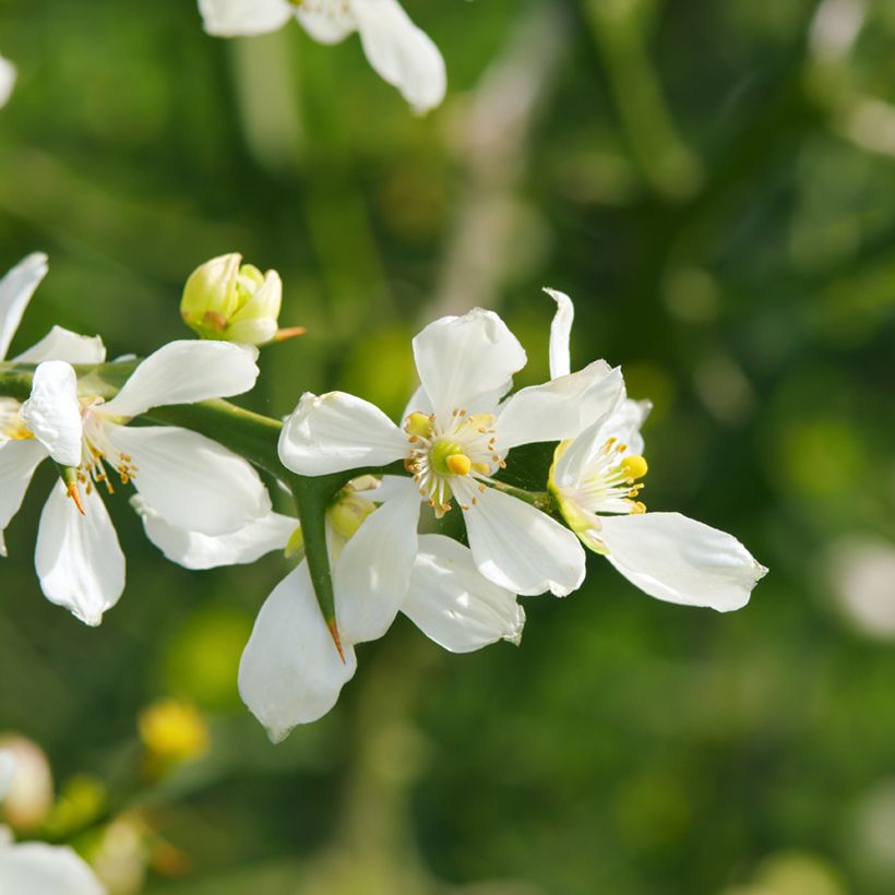 Poncirus trifoliata - Arancio trifogliato (semi) (Fioritura)