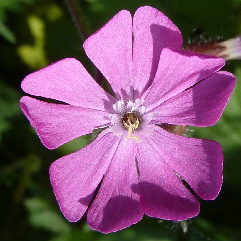 Silene dioica (Flowering)