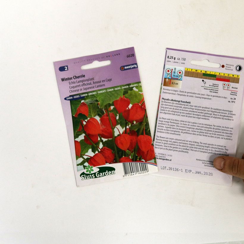 Esempio di esemplare Physalis franchetti Winter Cherry - Alchechengi sacchetto di 150 semi circa come consegnato