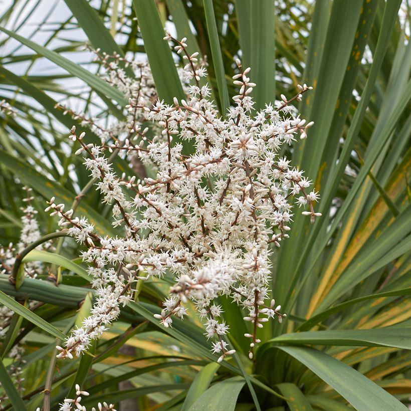 Cordyline australis - Cordiline (semi) (Fioritura)