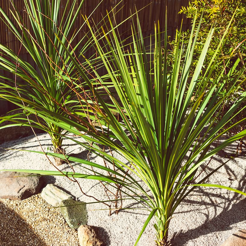 Cordyline australis - Cordiline (semi) (Porto)