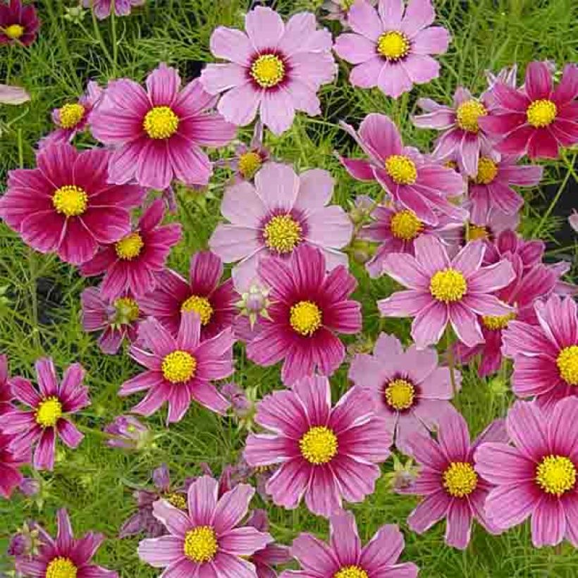 Cosmos Antiquity - Cosmea (Flowering)
