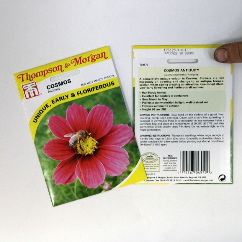 Example of Cosmos Antiquity - Cosmea sacchetto di 30 semi circa as you get