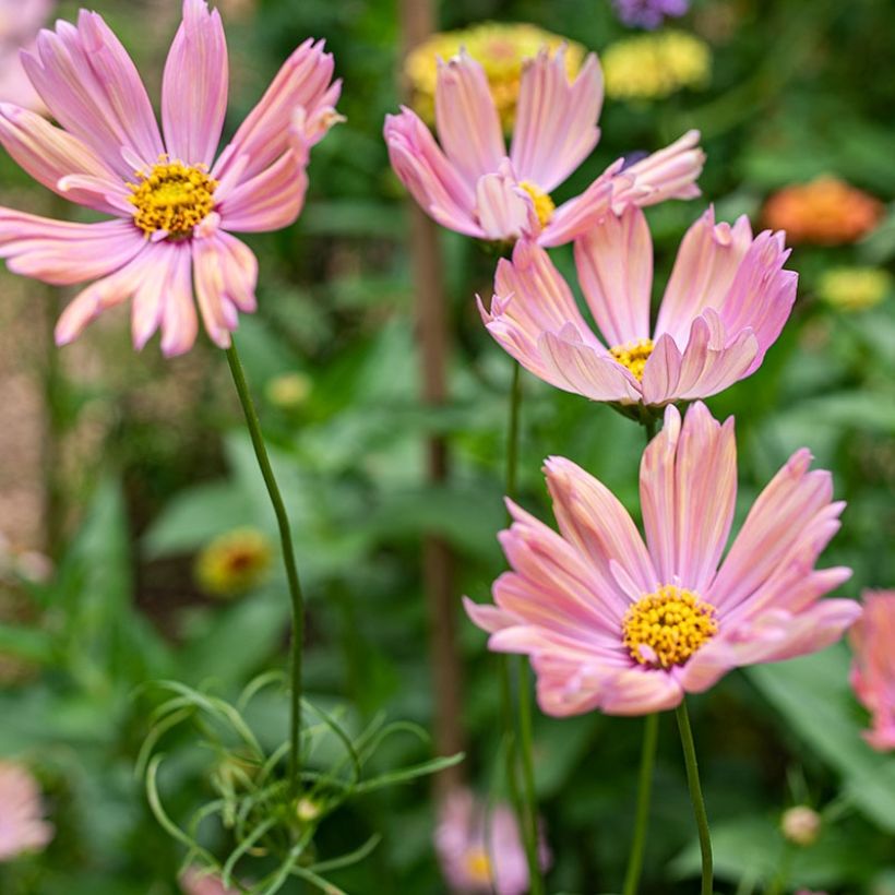 Cosmos Apricotta - Cosmea (Fioritura)