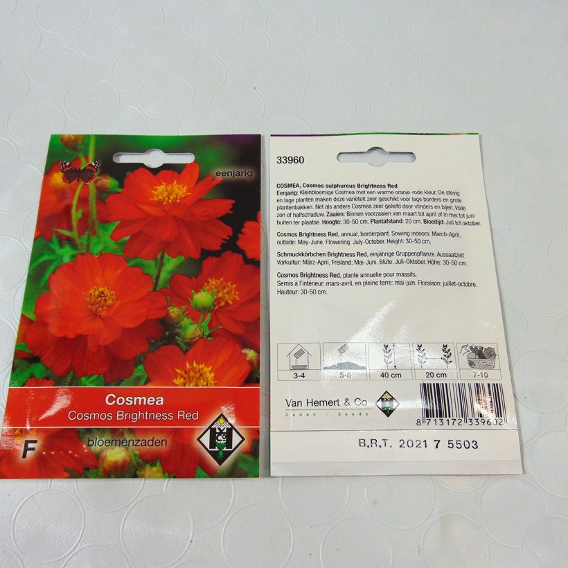 Esempio di esemplare Cosmos sulphureus Brightness Red - Cosmea arancione sacchetto di 40 semi circa (0.5g) come consegnato