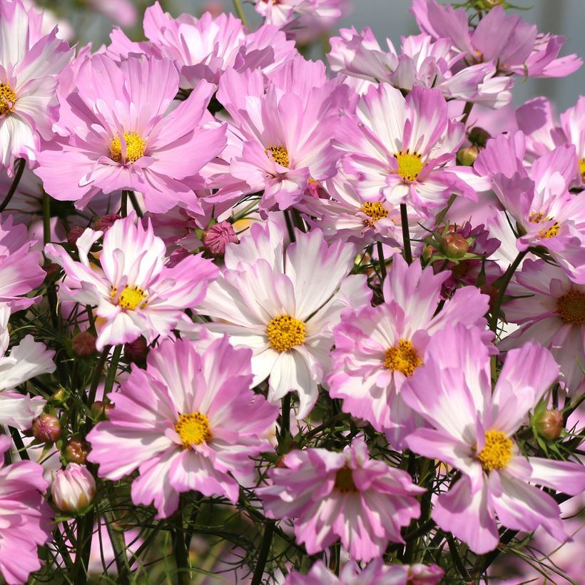 Cosmos Colletta Pink-White (semi)  - Cosmea (Fioritura)