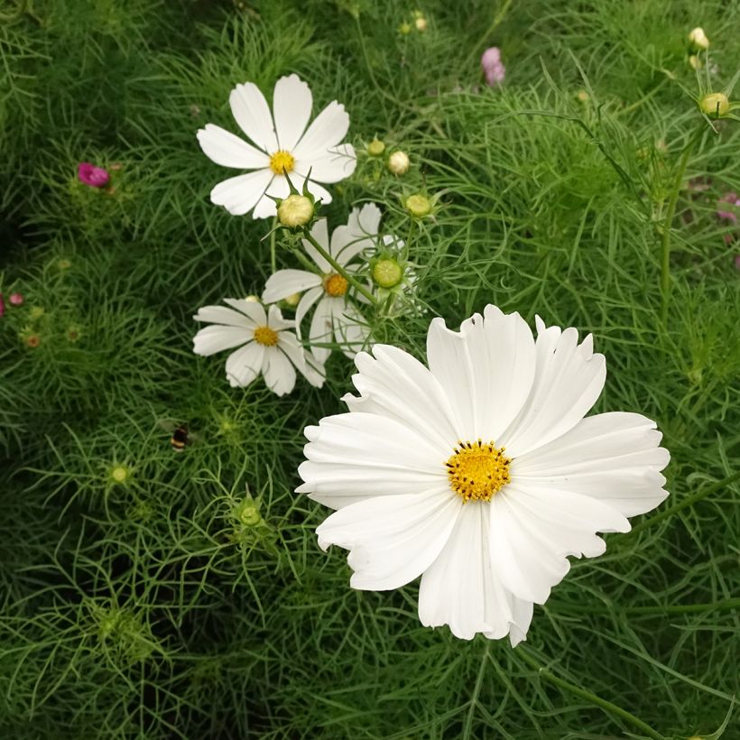 Cosmos Cupcakes White - Cosmea (Fioritura)