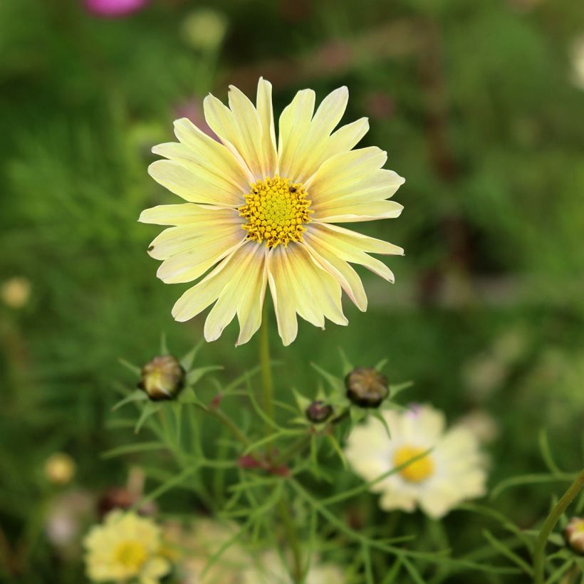 Cosmos Lemonade - Cosmea (Fioritura)
