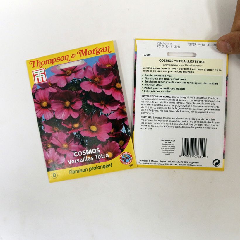 Example of Cosmos Versailles Tetra - Cosmea sacchetto di 60 semi circa as you get