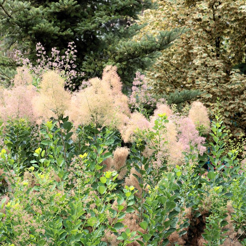 Cotinus coggygria (Semi) - Scotano (Plant habit)