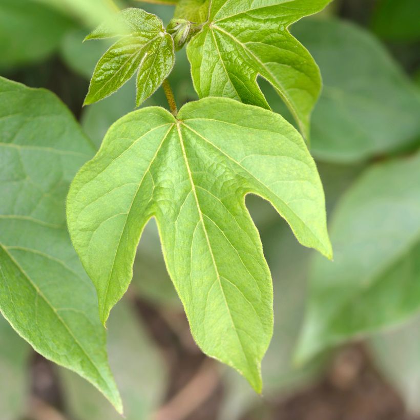 Cotone - Gossypium herbaceum (semi) (Foliage)