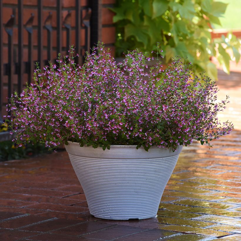 Cuphea Pink Shimmer (Semi rivestiti) (Porto)