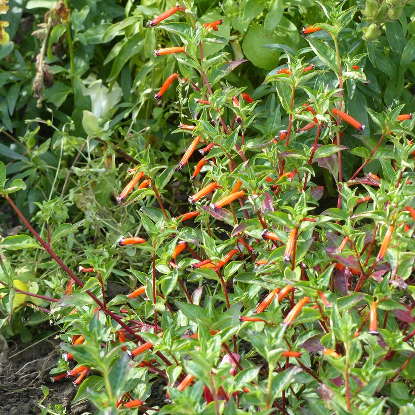 Cuphea ignea (semi) - Fiore di sigaro (Porto)