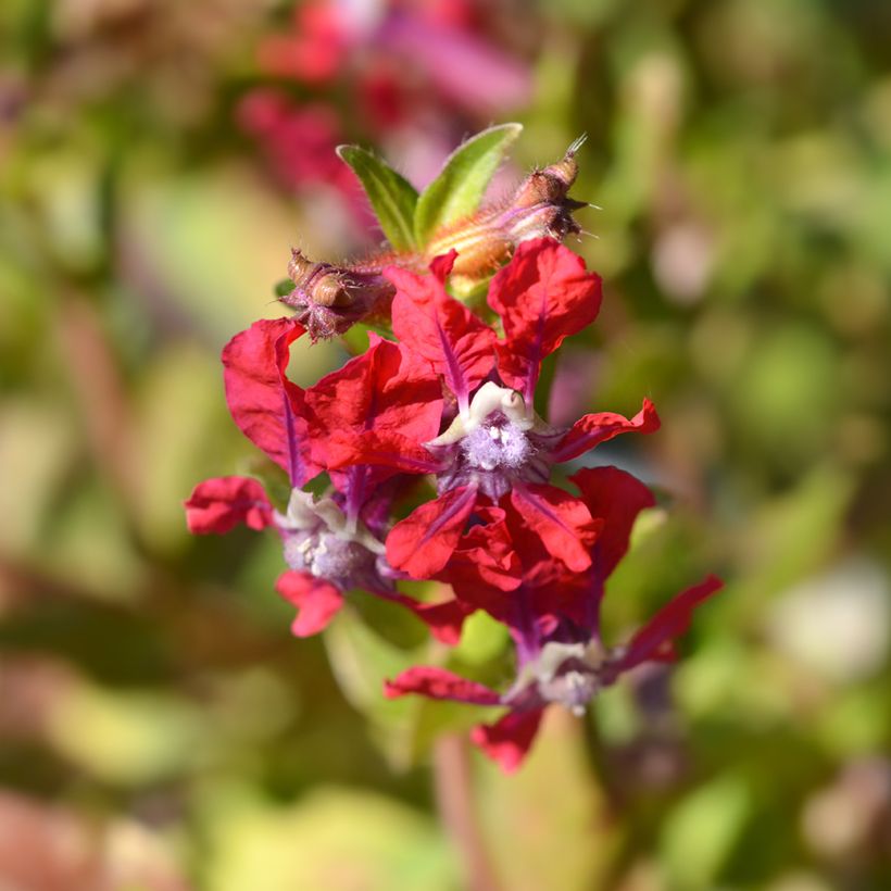 Cuphea miniata Mix (semi) (Flowering)
