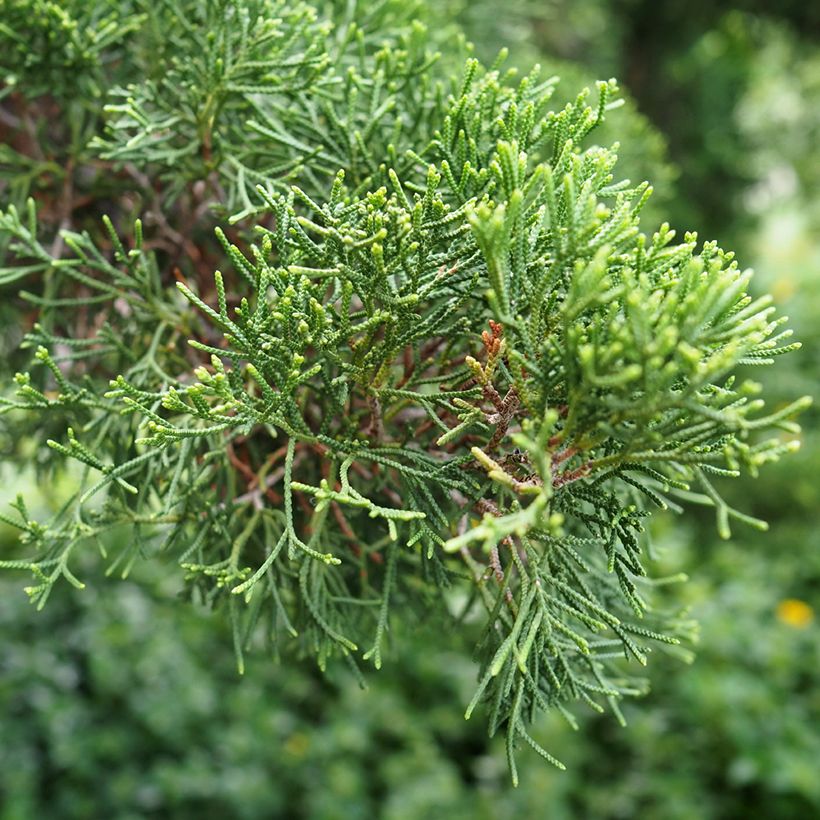 Cupressus sempervirens Garda - Cipresso comune (semi) (Foliage)