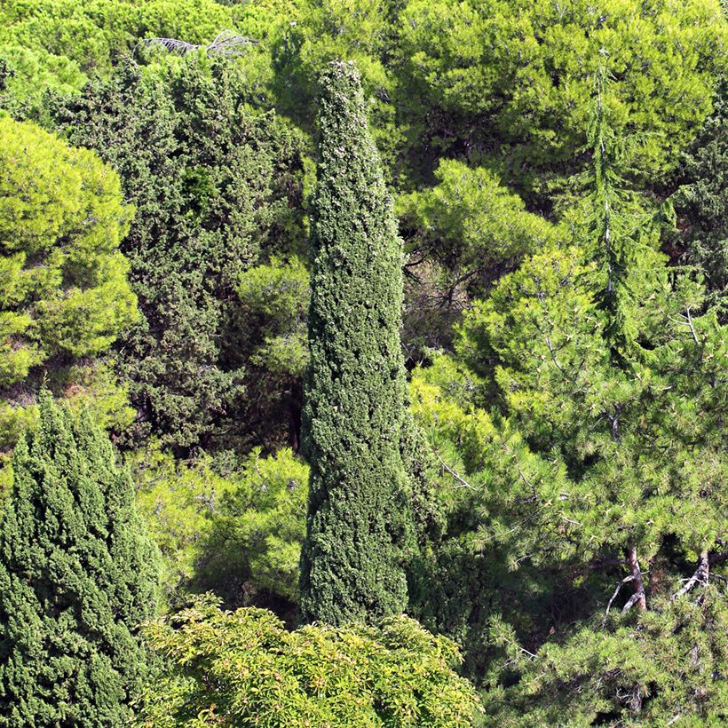 Cupressus sempervirens Garda - Cipresso comune (semi) (Plant habit)