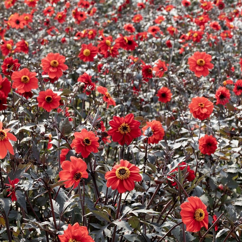 Dalia Black Forest Ruby (semi) (Plant habit)