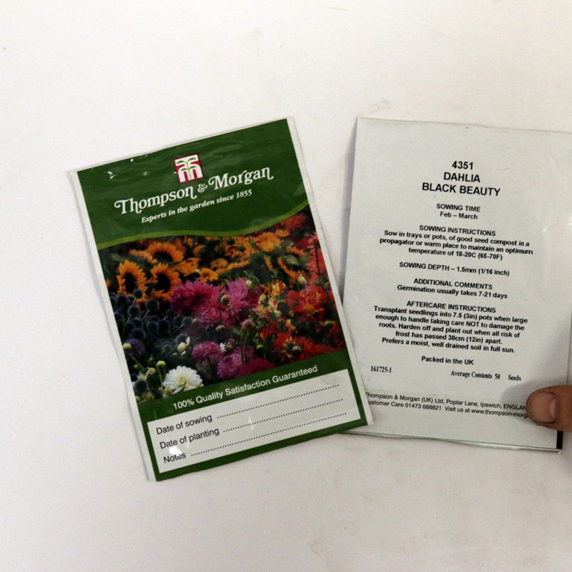 Esempio di esemplare Dahlia variabilis Black Beauty sacchetto di 50 semi circa come consegnato