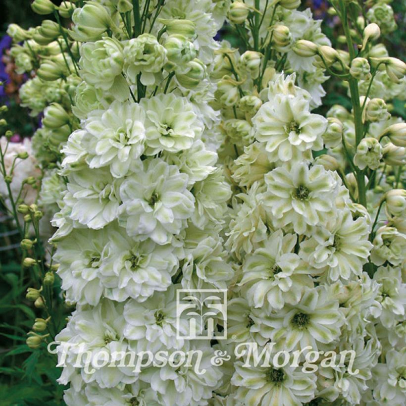 Delphinium elatum Green Twist - Speronella elevata (Flowering)