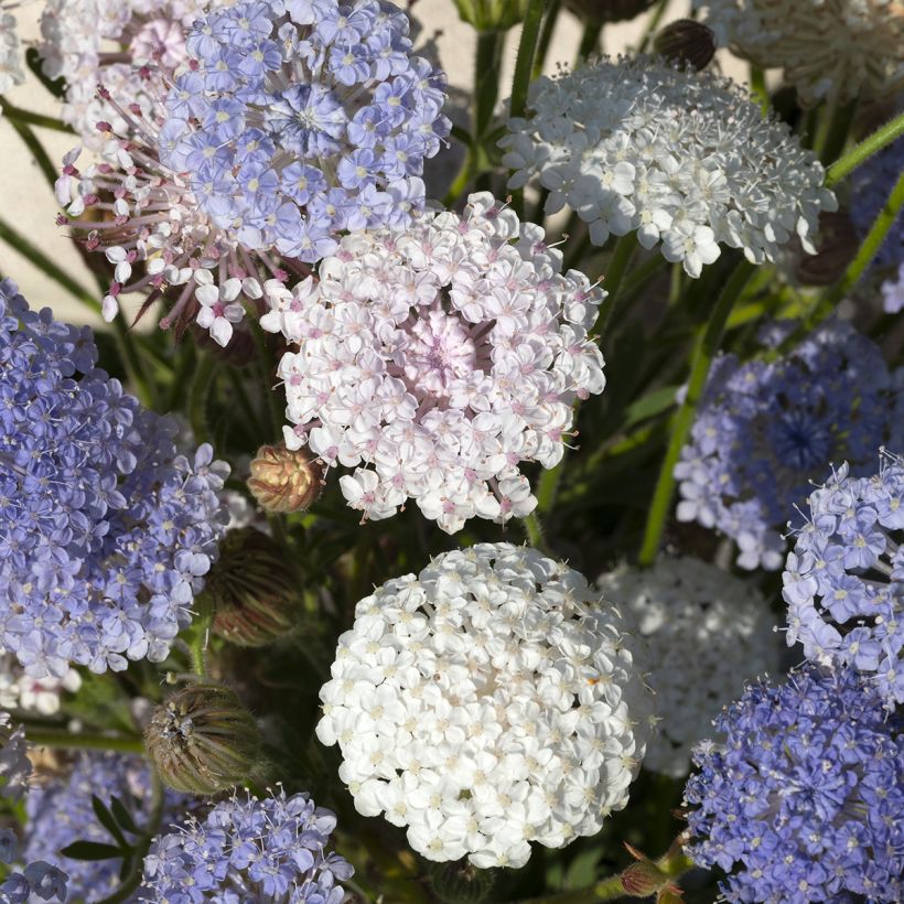 Trachymene caeruleus Lace Heavenly Umbels (semi) (Flowering)