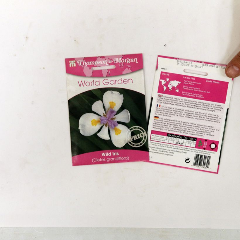 Esempio di esemplare Dietes grandiflora (semi) sacchetto di 10 semi circa come consegnato