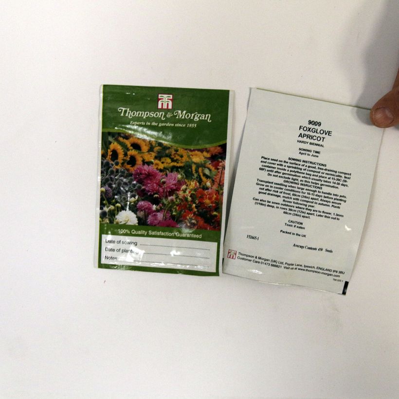 Example of Digitalis purpurea Apricot - Digitale rossa sacchetto di 2550 semi circa (0,3g) as you get
