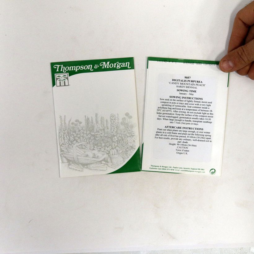 Esempio di esemplare Digitalis purpurea Candy Mountain Peach - Digitale rossa sacchetto di 40 semi circa come consegnato