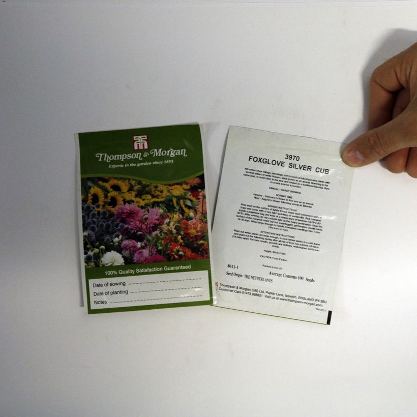Esempio di esemplare Digitalis purpurea subsp. heywoodii Silver Club - Digitale sacchetto di 100 semi circa come consegnato
