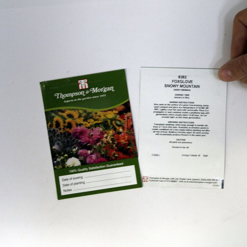 Esempio di esemplare Digitalis purpurea Snowy Mountain - Digitale rossa sacchetto di 40 semi circa come consegnato