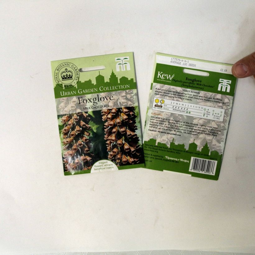 Esempio di esemplare Digitalis parviflora Milk Chocolate - Digitale sacchetto di 100 semi circa come consegnato