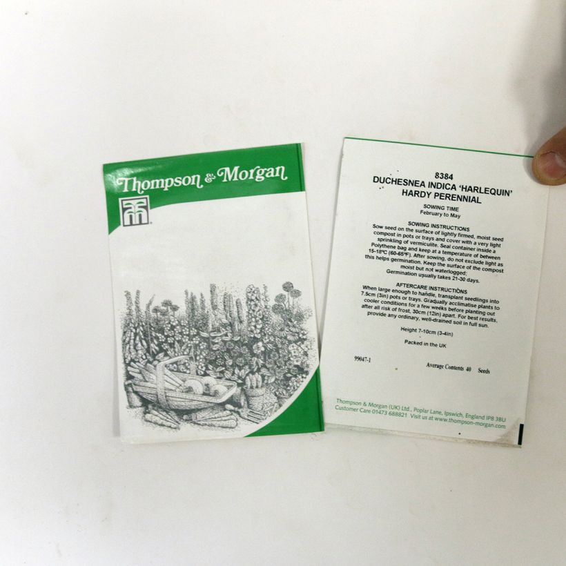 Esempio di esemplare Duchesnea indica Harlequin sacchetto di 40 semi circa come consegnato