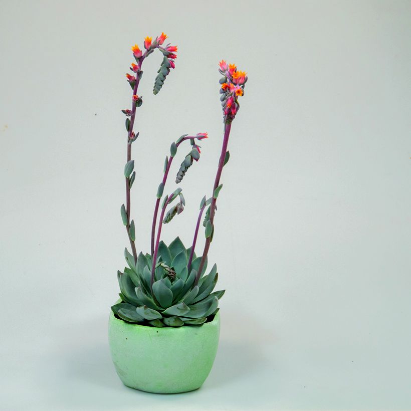 Echeveria peacockii Urban Orange (semi) (Plant habit)