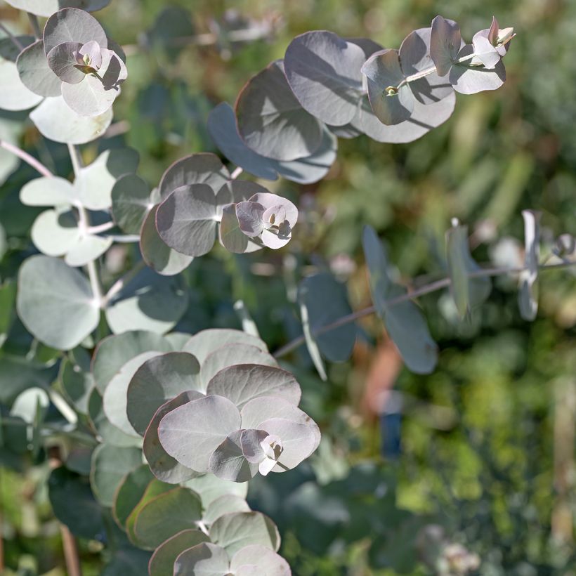 Eucalyptus cinerea Silver Dollar (semi) - Eucalipto (Fogliame)