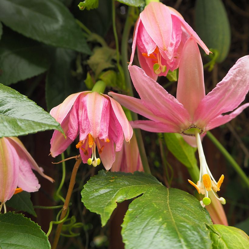 Passiflora mollissima - Banana passionfruit (Fioritura)
