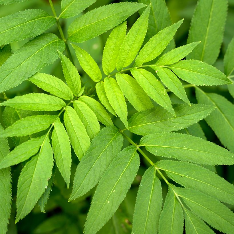 Fraxinus excelsior - Frassino maggiore (semi) (Fogliame)