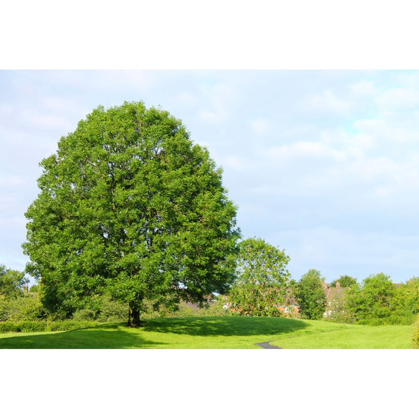 Fraxinus excelsior - Frassino maggiore (semi) (Porto)