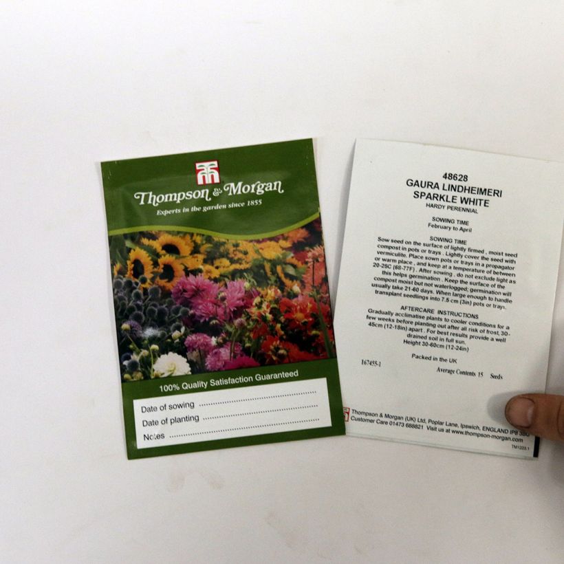 Example of Gaura Sparkle White sacchetto di 15 semi circa as you get