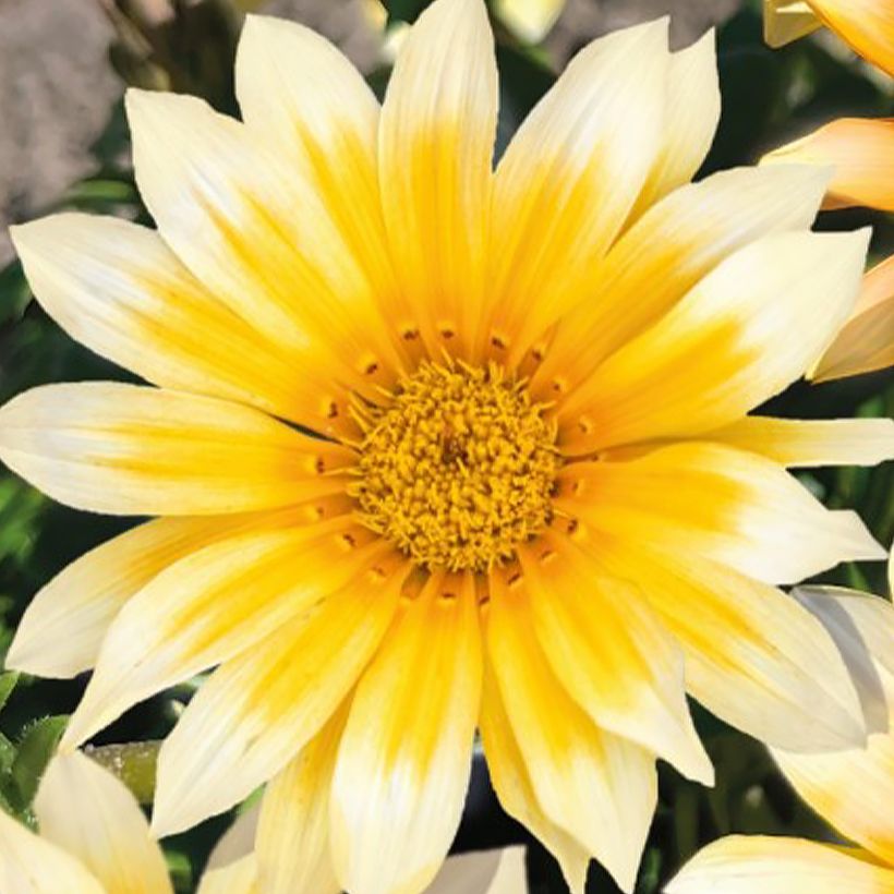 Gazania rigens Zany F1 Sunny Side Up - Gazania del Capo (Fioritura)