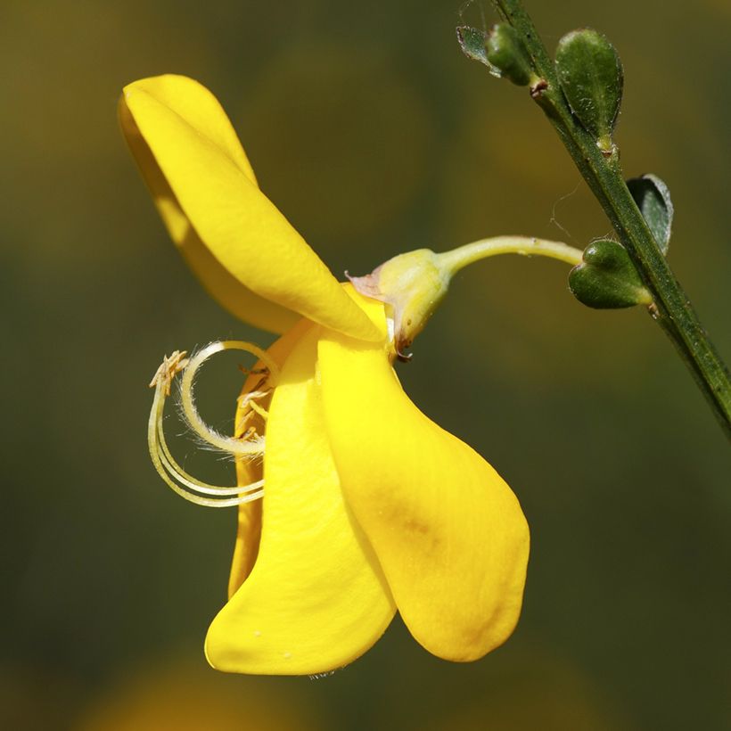 Cytisus scoparius - Ginestra dei carbonai (semi) (Flowering)