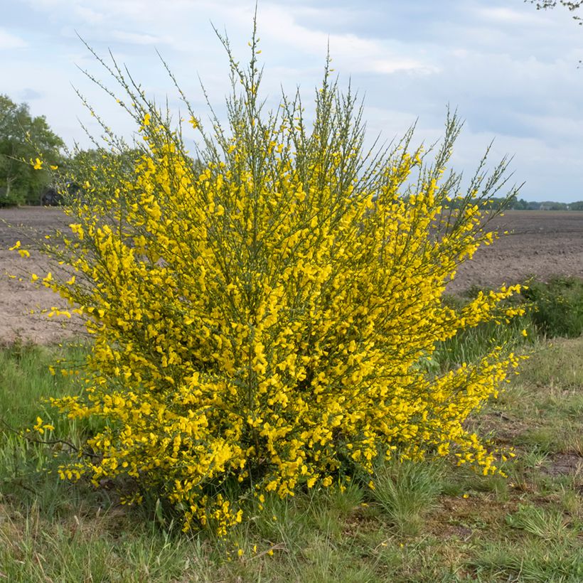 Cytisus scoparius - Ginestra dei carbonai (semi) (Plant habit)