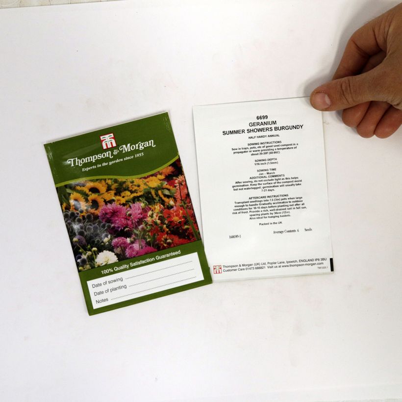 Esempio di esemplare Geranio edera Summer Showers Burgundy sacchetto di 6 semi circa come consegnato